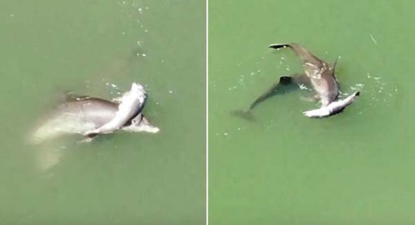 Mother Dolphin Refuses To Let Go Of Her Baby’s Body