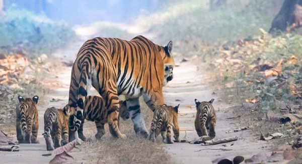 Heartwarming Photo of Tigress With Her Five Cubs Is a Victory for Animal Conservationists
