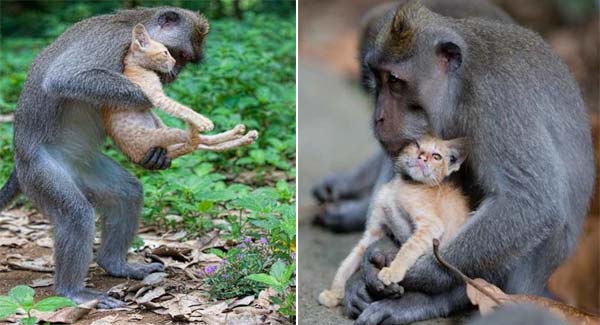 Monkey Adopts Kitten And Loves It Like It’s Her Own Baby