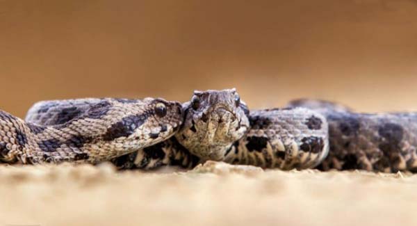  How Intelligent are Snakes – Would Have Never Known