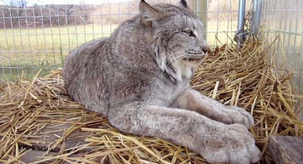 Meet Max A Sᴘᴏɪʟᴇᴅ 40lb Canadian Lynx