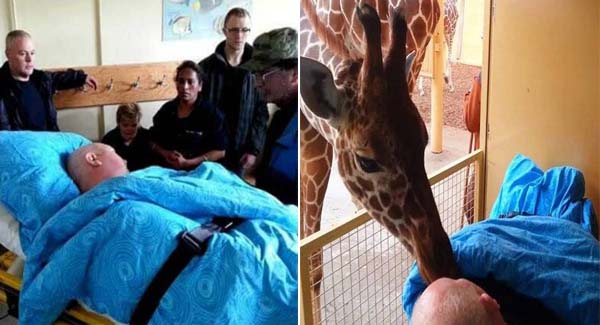 Hᴇᴀʀᴛʙʀᴇᴀᴋɪɴɢ Moment When A Dʏɪɴɢ Zoo Worker Received Final Kisses from Giraffes