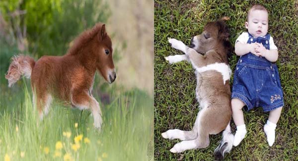 Meet the adorable miniature horse, they are so cute