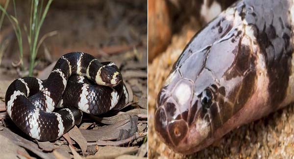 Bandy-bandy” New breed of extremely ᴠᴇɴᴏᴍᴏᴜs snake discovered in Australia