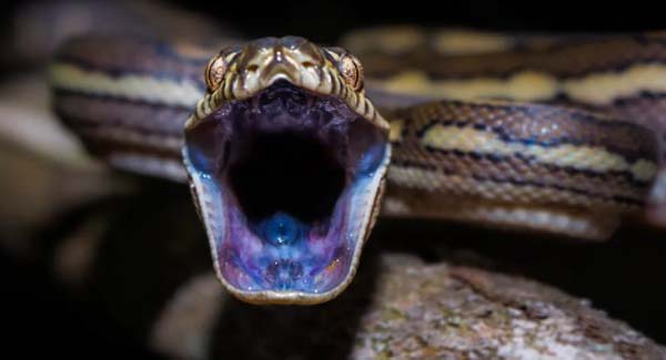 It’s peak snake season in Australia – so how should you react when you see one
