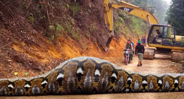 Did Workers Spot a Giant Snake with a Massive ʙᴜʟɢᴇ