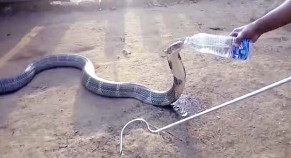 King Cobra Crawled Into The Village To Ask For Help