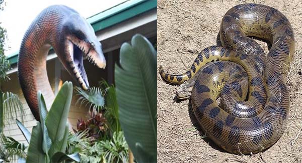 You Think Anaconda Pythons Are  Hɪᴅᴇᴏᴜs