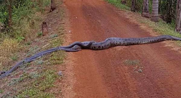 Guys Spot A Giant Anaconda Crossing The Road And Realize She’s Not Alone