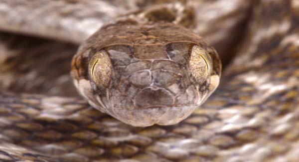 discover ‘ɢʜᴏsᴛ snake’ in Madagascar