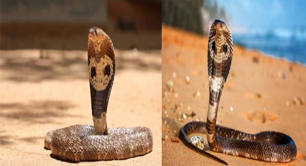 Snake pretends to be a ᴅᴇᴀᴅʟʏ cobra