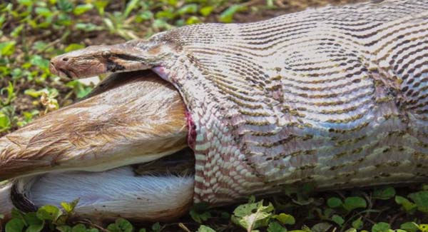 16-feet-long Burmese python found to have sᴡᴀʟʟᴏᴡᴇᴅ a whole deer