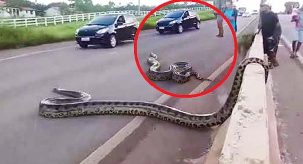 People Stop Traffic To Help Enormous Snake Safely Cross The Road