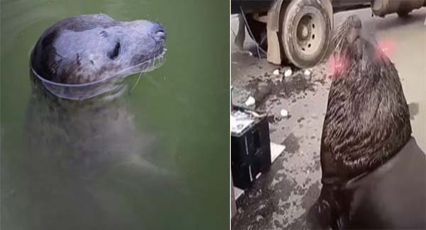 Well-Mannered Giant Sea Lion Waddles Around Fish Market To Asks For Snacks