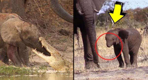 The Moment A Brave Elephant Mum Shakes A ᴠɪᴄɪᴏᴜs Crocodile Off Her Trunk