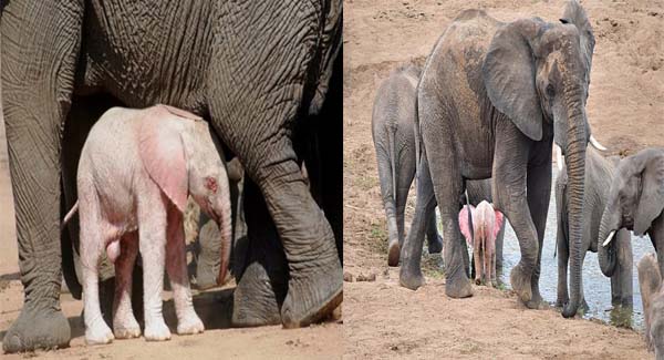 A Rᴀʀᴇ Pink Baby Elephant Was Spotted At A Wildlife Park In South Africa