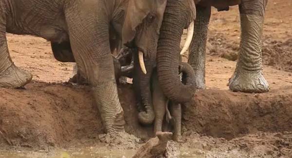 Elephants use their trunks to help a sᴛʀᴜɢɢʟɪɴɢ calf get out of a muddy waterhole