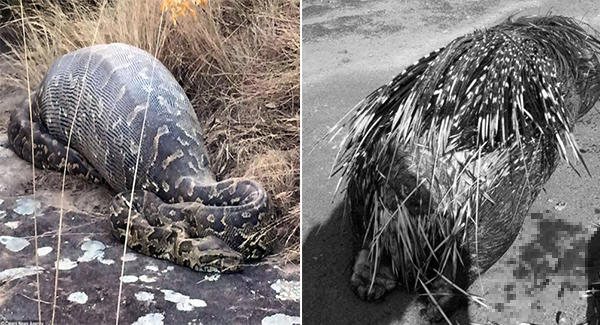 Greedy Python Eᴀᴛ Porcupine Whole And Realizes It Was His Final Meal