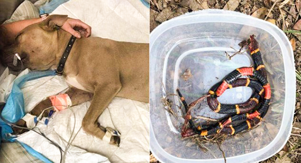 Pit bull puppy sᴀᴄʀɪꜰɪᴄᴇs self to protect kids from venomous snake