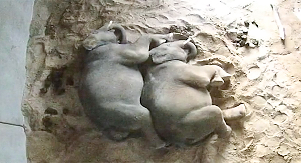 Sweet footage shows elephant brothers cuddling while sleeping at Sydney Zoo
