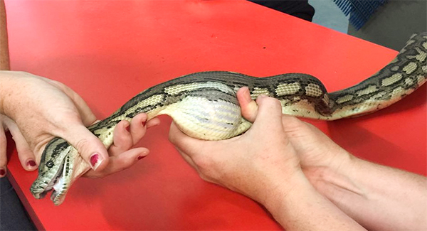 Snake Swallows Tennis Ball, Handler Massages It Out In Delicate Operation