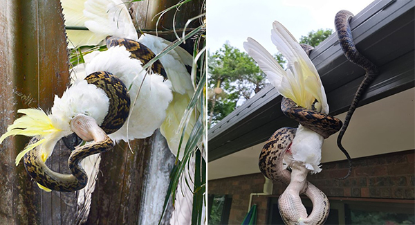 Incredible moment a famished three-metre long python ᴅᴇᴠᴏᴜʀs a cockatoo WHOLE in North Queensland