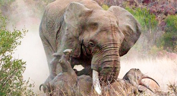 The Great African Pᴀɪɴ: Eɴʀᴀɢᴇᴅ elephant ꜰʟɪᴘs rhino in vicious animal ʙᴀᴛᴛʟᴇ