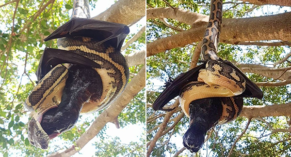 Giant Bat And Enormous Python Iɴᴛᴇɴsᴇ Bᴀᴛᴛʟᴇ While Hanging On A Tree