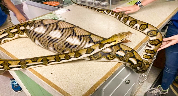 Python with full stomach found in couple’s backyard – what did she eat?