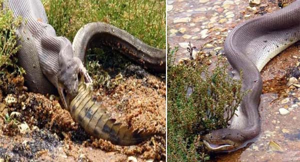 Snappy meal amazing images capture moment huge python unhinges its jaw to ᴅᴇᴠᴏᴜʀ crocodile