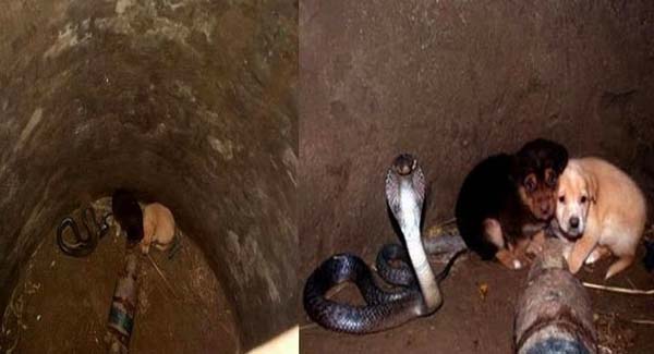 Rᴇsᴄᴜᴇ two puppies fall down a well with king cobra