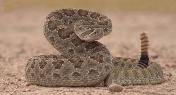 Rattlesnake With  Sound-Warping Trick