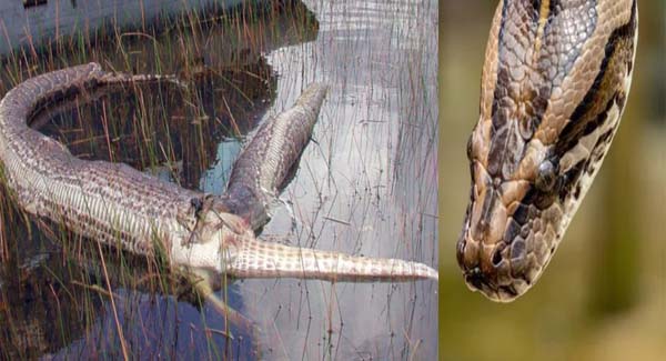 Burmese python ʟᴀᴄᴇʀᴀᴛᴇᴅ its stomach while ᴅᴇᴠᴏᴜʀɪɴɢ 2-meter short-snouted crocodile