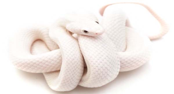 What Is a White Snake Symbolic For