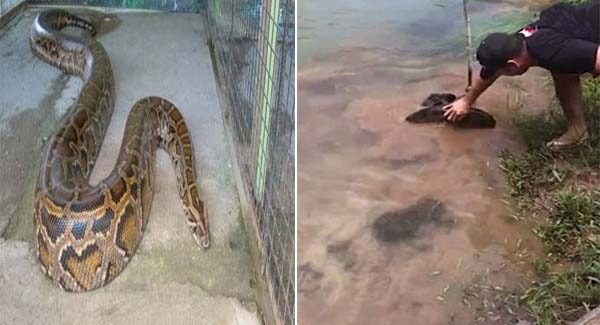 Giant python illegally detained dogs and was arrested