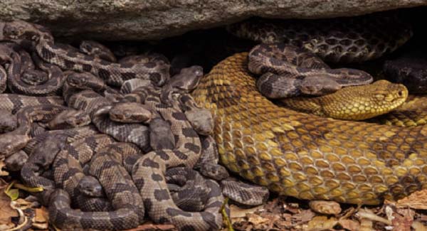 Python Mother Spotted Caring for Her Babies, Defying Rules for Maternal Snake Behavior