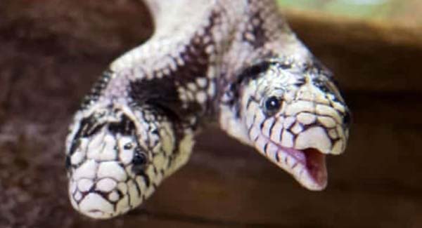 Rare two-headed snake nicknamed ‘Double Dave’