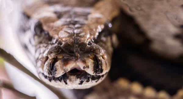 Anaconda python Really As Sᴄᴀʀʏ As People Say