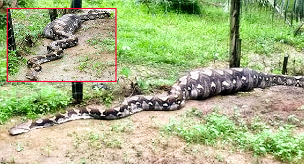 Omg! See Monster Python That Sᴡᴀʟʟᴏᴡᴇᴅ Two Goats and Got Stuck