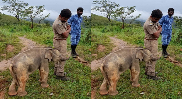 Baby Elephant Hugs Forest Officer, Beautiful Photos Go Viral
