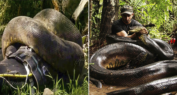 Conservationist ‘ᴇᴀᴛᴇɴ ᴀʟɪᴠᴇ’ by giant anaconda: I wanted to do something to sʜᴏᴄᴋ people