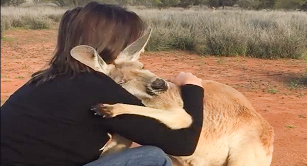 Rᴇsᴄᴜᴇᴅ Kangaroo Can’t Stop hugging the People who Sᴀᴠᴇᴅ her life