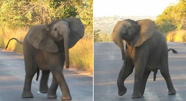 Sweet baby elephant ‘dances’ in the road for safari tourists in South Africa’s Kruger Park
