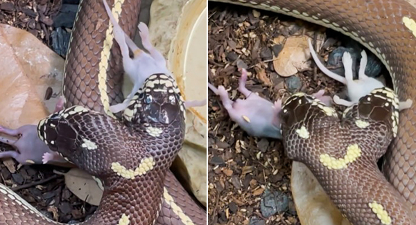 Unbelievable! Ben and Jerry, meet the two-headed snake, where each consumes its own ᴘʀᴇʏ
