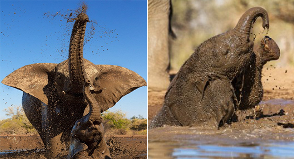 This is the adorable moment elephants decided to play in a mud bath.
