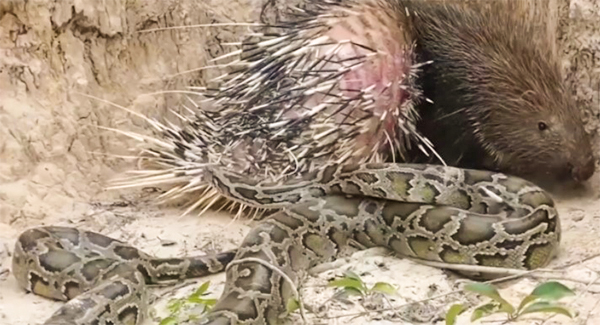Porcupine ꜰɪɢʜᴛs Fierce ʙᴀᴛᴛʟᴇ With Snake, Uses Quills To Keep ᴘʀᴇᴅᴀᴛᴏʀ Away