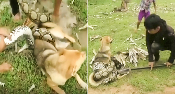Three Brave Children ꜰɪɢʜᴛ Off Huge Snake With Sticks And Leaves After It Wraps Itself Around Pet Dog
