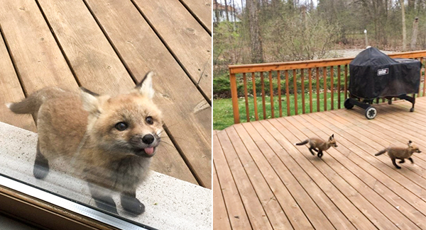 Fox Cubs Turn Grandma’s Porch Into Private Playground