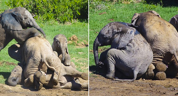 Four Baby Elephant Siblings Frolic And Jump On Each Other While Their Mother Is Away