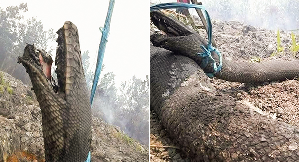 Giant 30-Foot Wild Snakes Dɪᴇ Trying to Esᴄᴀᴘᴇ Indonesia’s Forest Fires